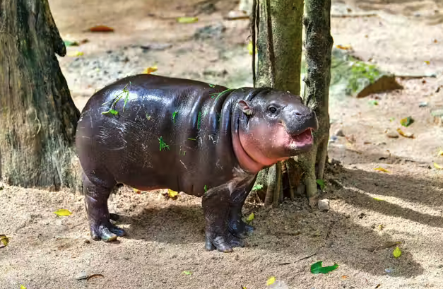 Moo Deng Steals Hearts